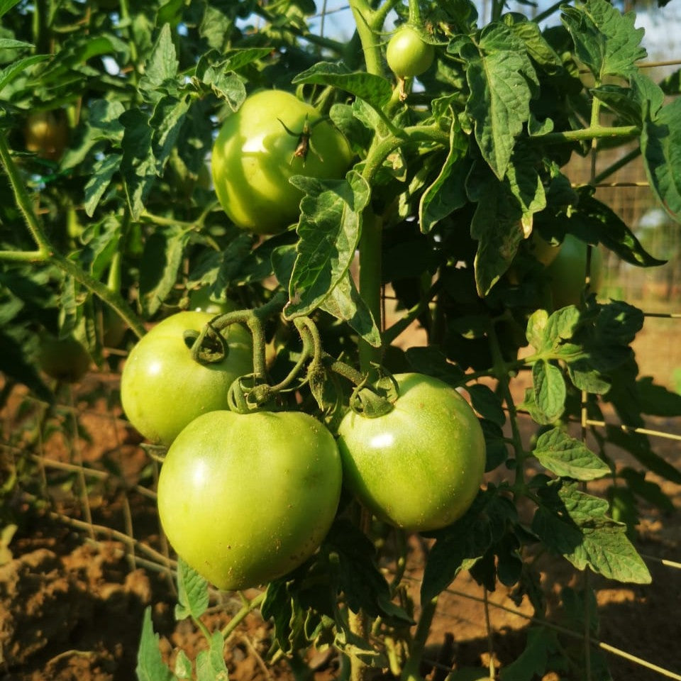 Roma VF Tomato