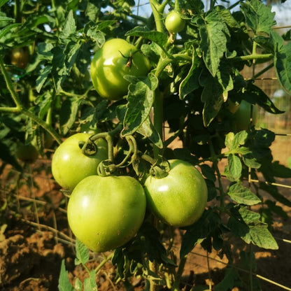 Roma VF Tomato