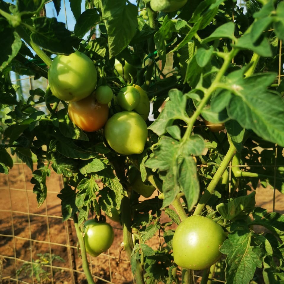 Roma VF Tomato