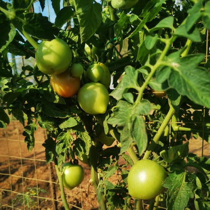 Roma VF Tomato
