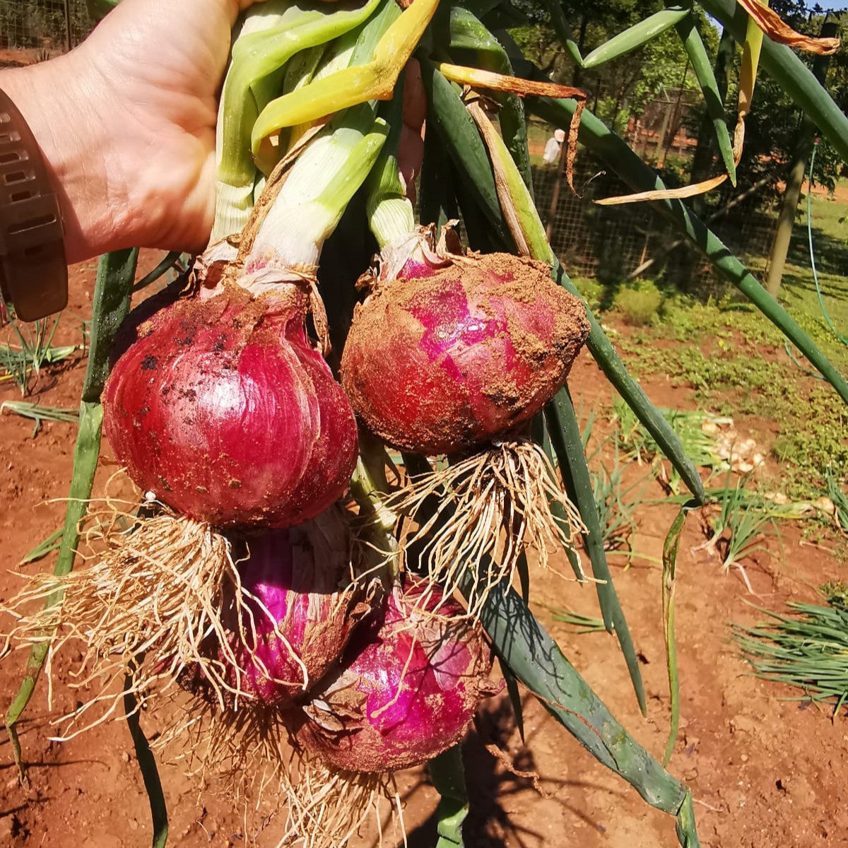 Onion Red Creole